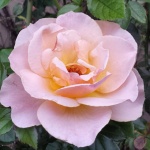 Pink Flower