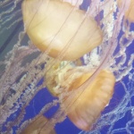 Jelly Fish