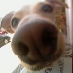 Pixel's Nose