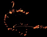 Flame Dragon
