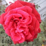 Red Rose