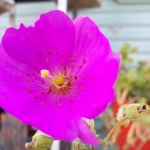 Purple Flower and Buddy