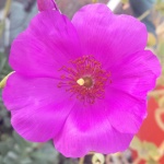 Purple Flower
