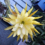 Yellow Flower