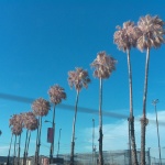 Row of Trees PiNoir in Daytime