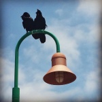 2 Birds on a Lamp Post having a Water Cooler Moment