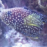 Fishy