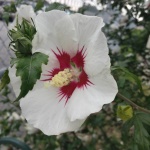 Flower with cool Red Burst
