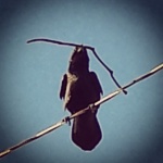 Bird on Wire with Stick