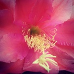 Cactus Flower