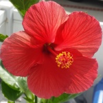 Red Flower